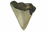 Bargain, Megalodon Tooth - North Carolina #152939-1